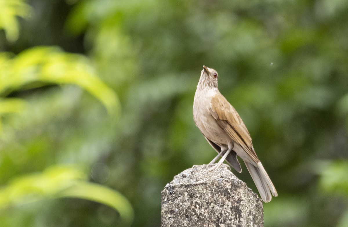 Pale-breasted Thrush - ML624149890