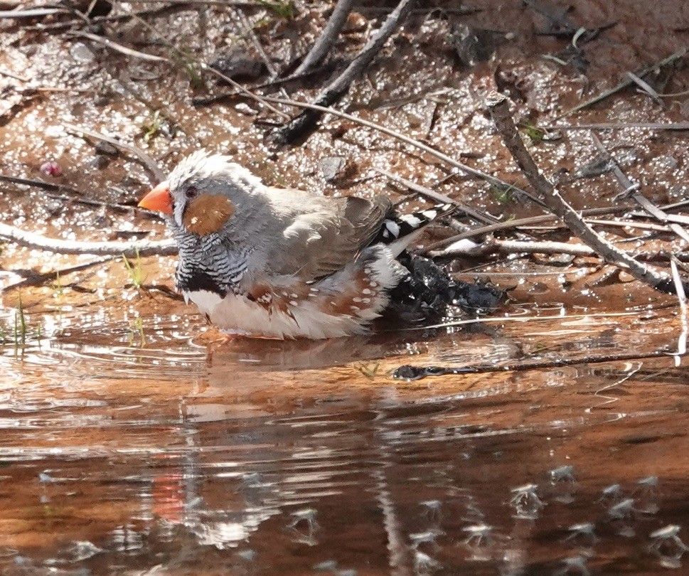 Zebra Finch - ML624149892