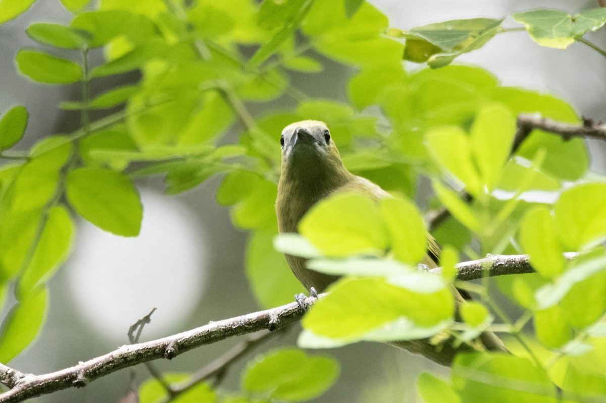 Palm Tanager - Eduardo Vieira 17