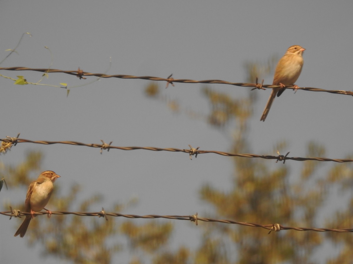 Clay-colored Sparrow - ML624149894