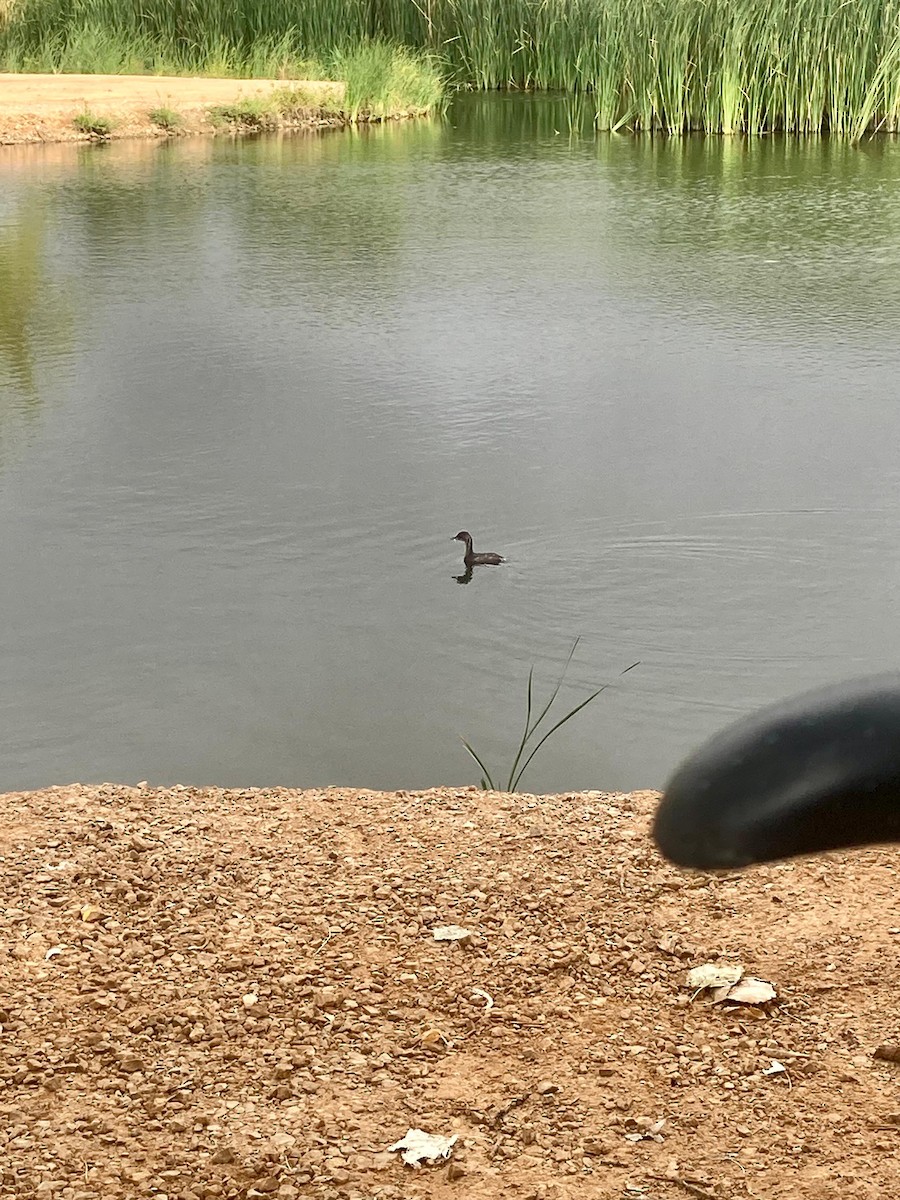 Little Grebe - ML624149895