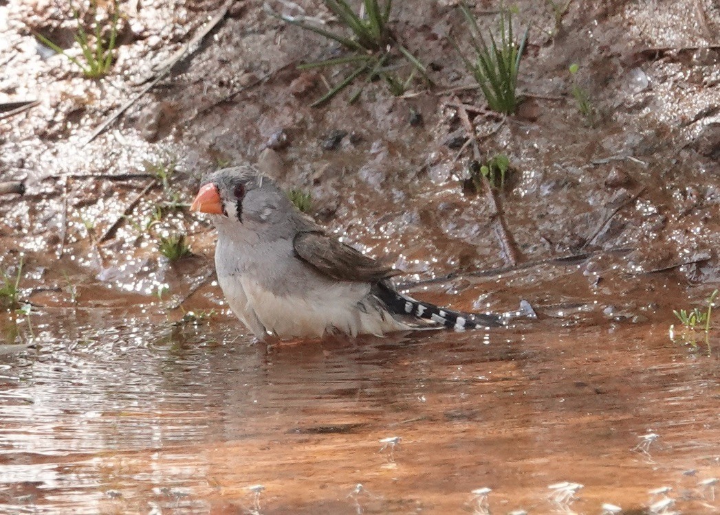 Zebra Finch - ML624149896