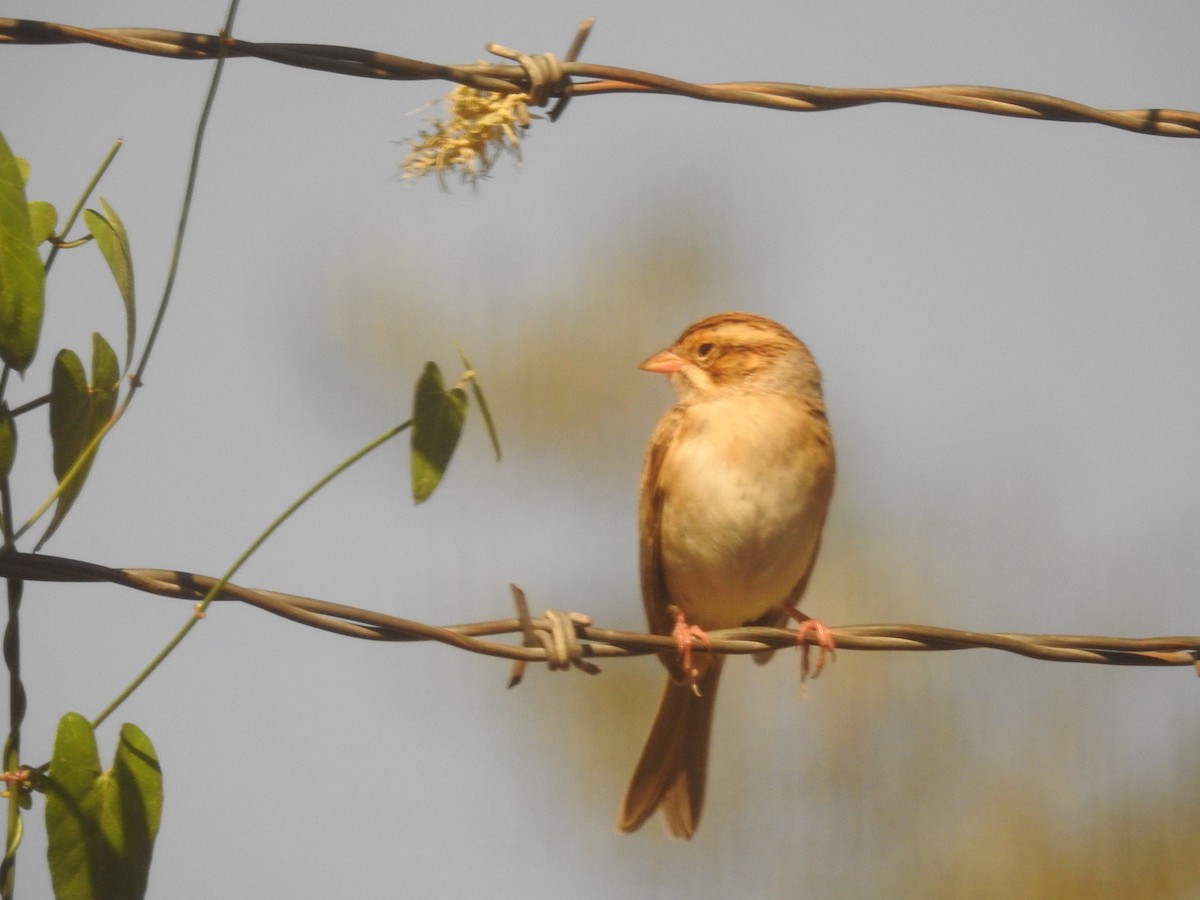 Clay-colored Sparrow - John  Kiseda