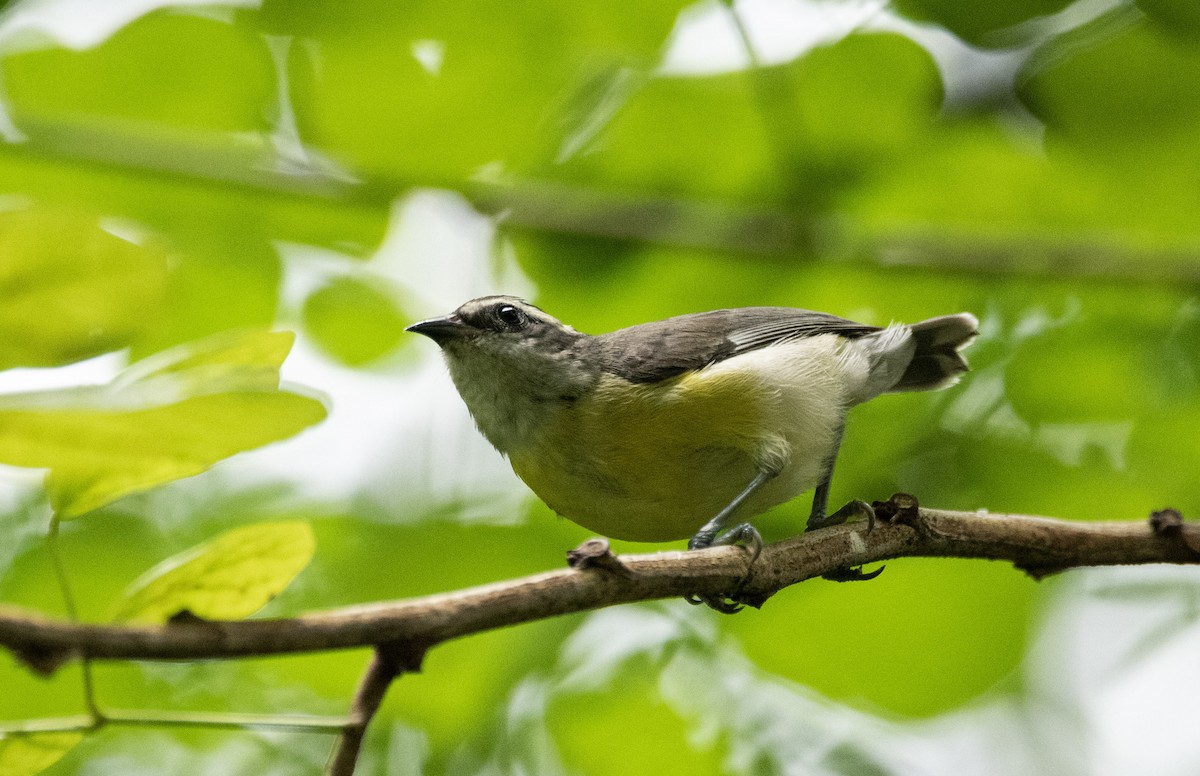 Bananaquit - ML624149898