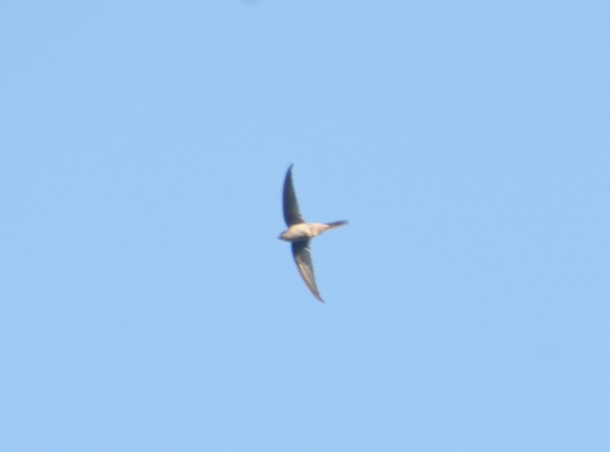 Asian Palm Swift - ML624149899