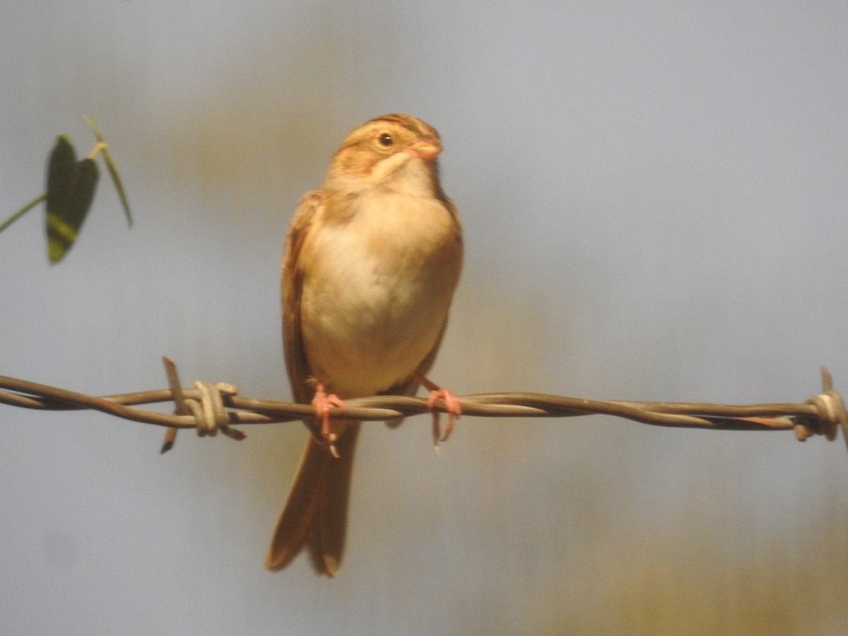 Clay-colored Sparrow - ML624149900