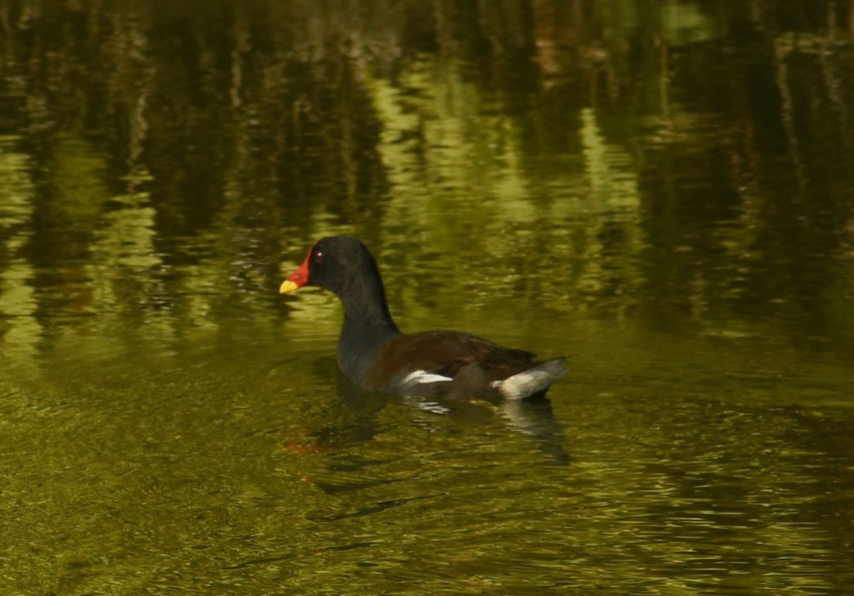 Eurasian Moorhen - ML624149901