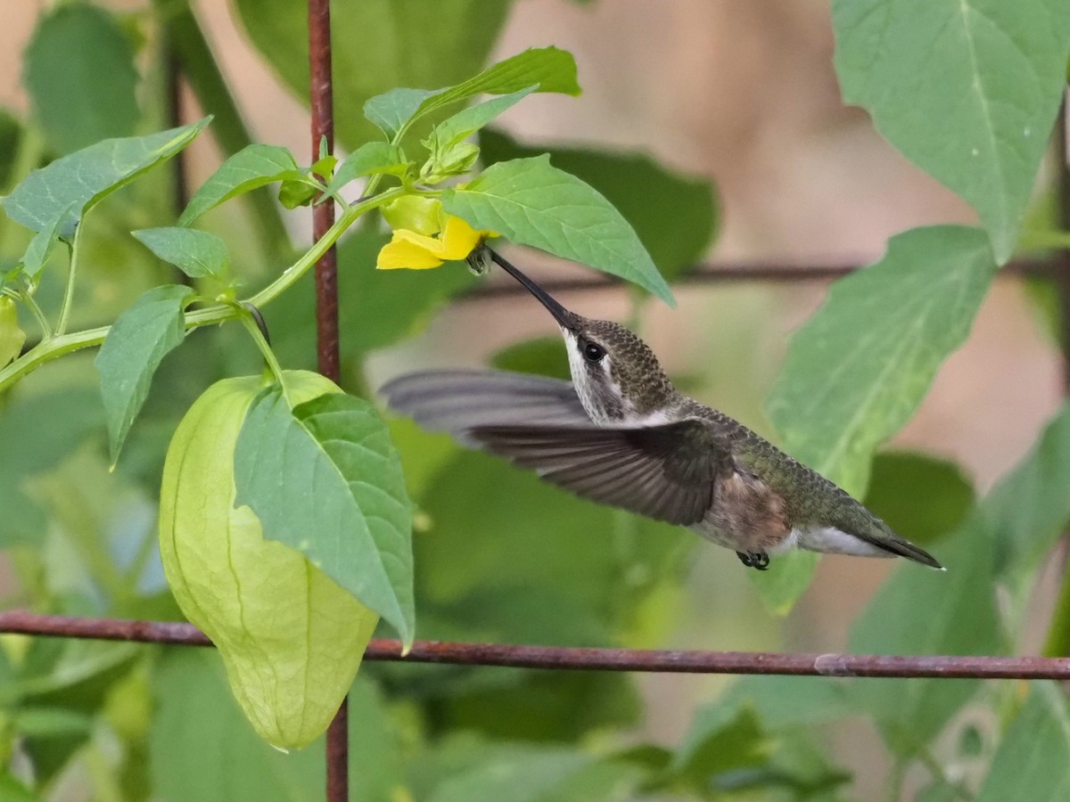 Black-chinned Hummingbird - ML624149903