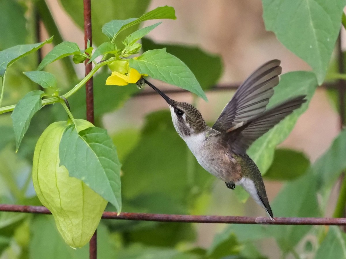 Black-chinned Hummingbird - ML624149904