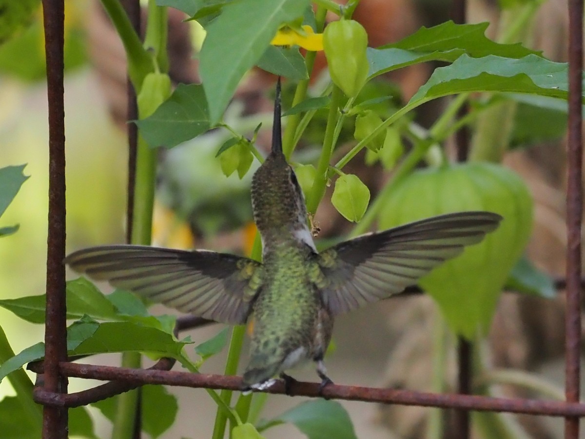 Black-chinned Hummingbird - ML624149905