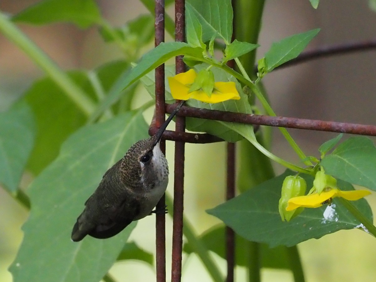 Black-chinned Hummingbird - ML624149906