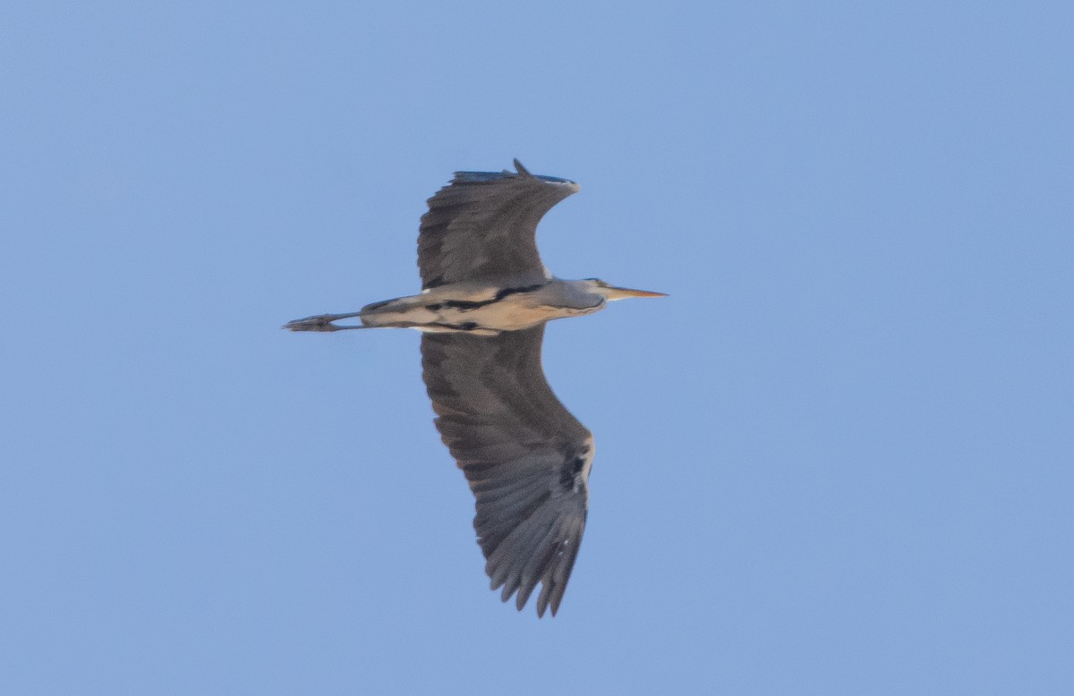 Gray Heron - ML624149908