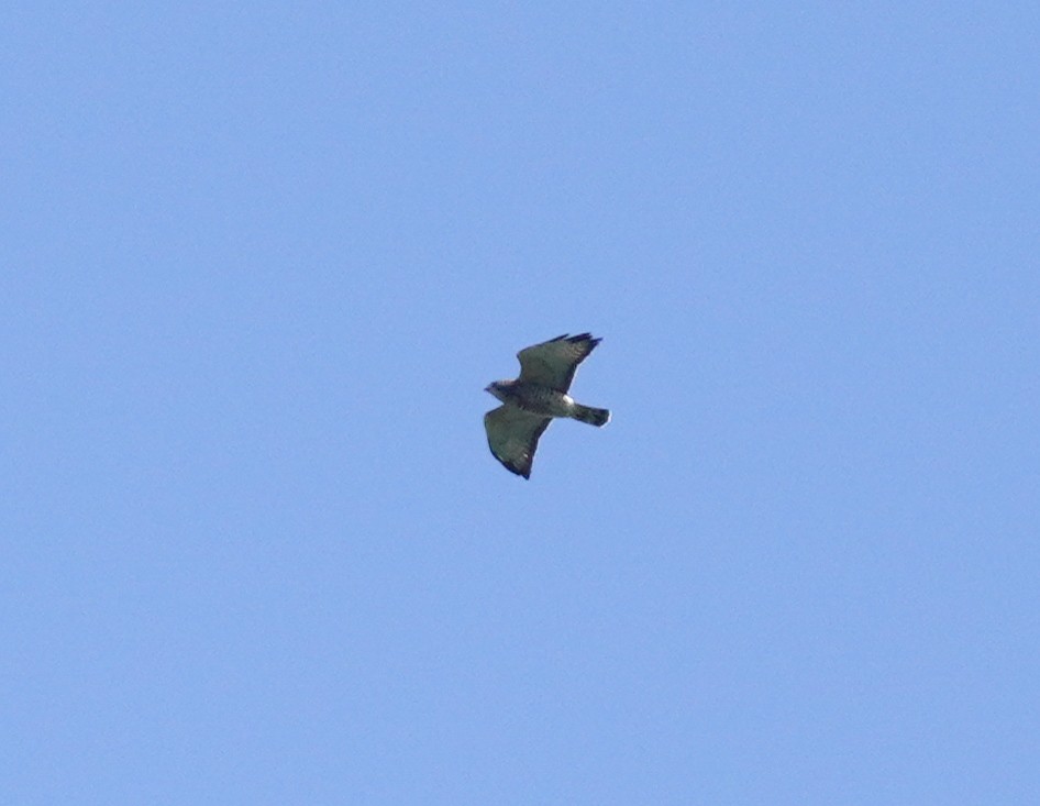 Broad-winged Hawk - ML624149909