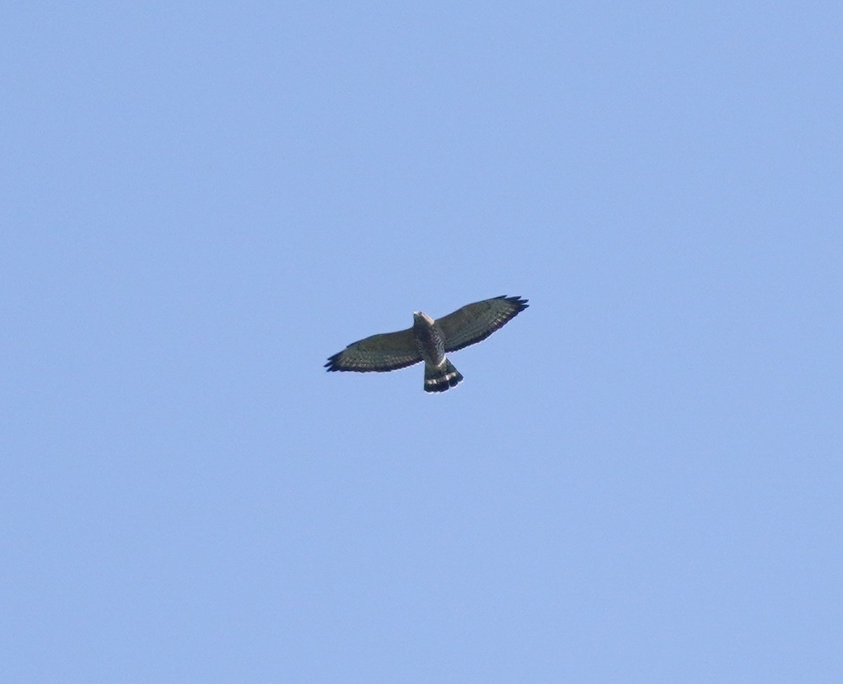 Broad-winged Hawk - ML624149910