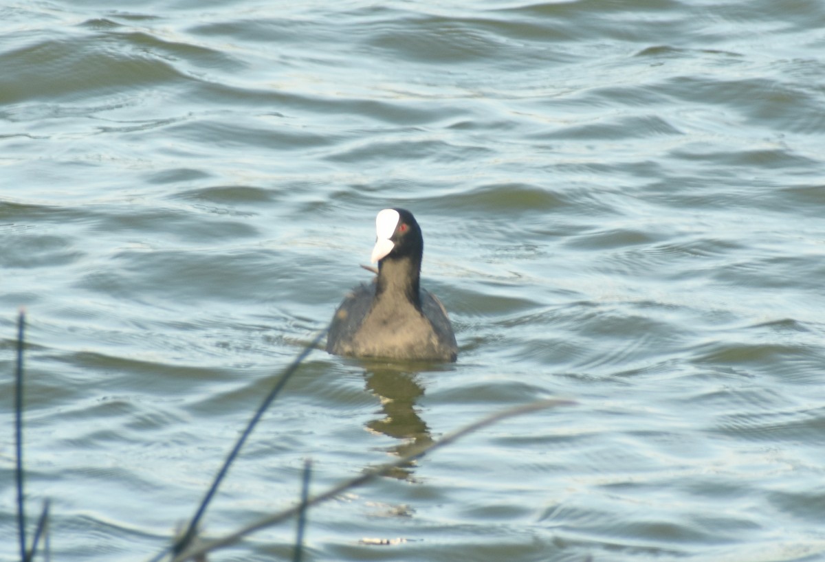 Eurasian Coot - ML624149911