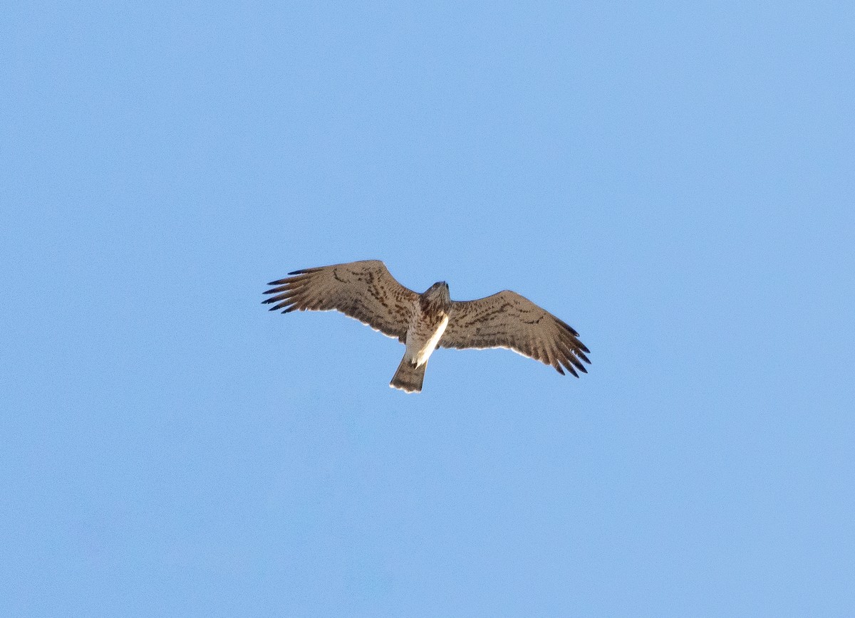 Short-toed Snake-Eagle - ML624149912