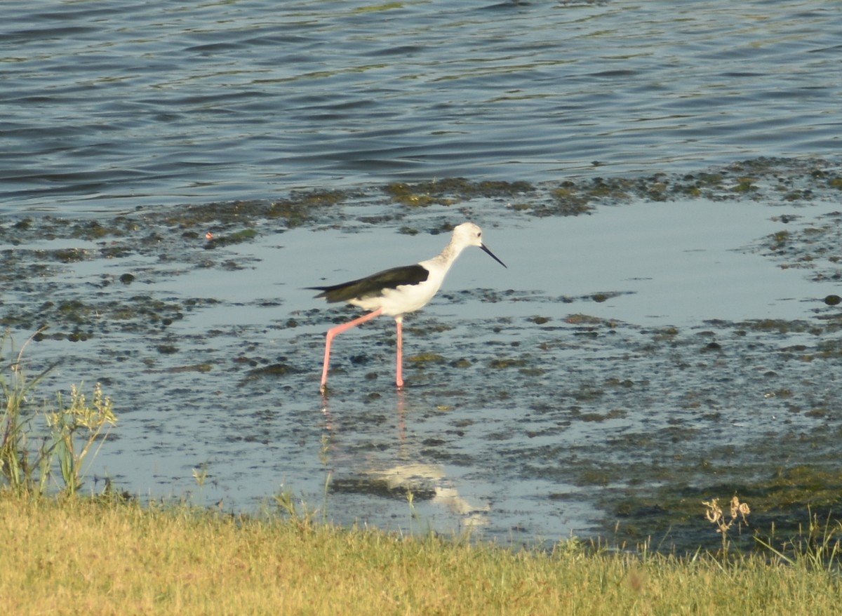 Black-winged Stilt - ML624149913