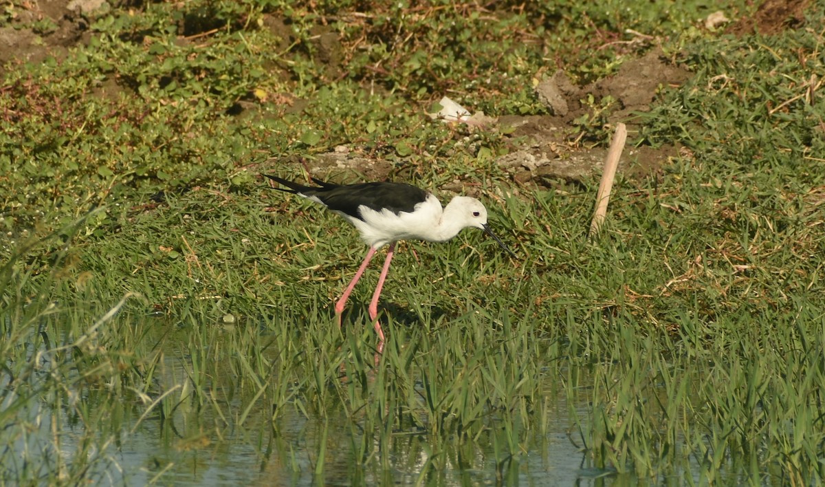 Black-winged Stilt - ML624149914