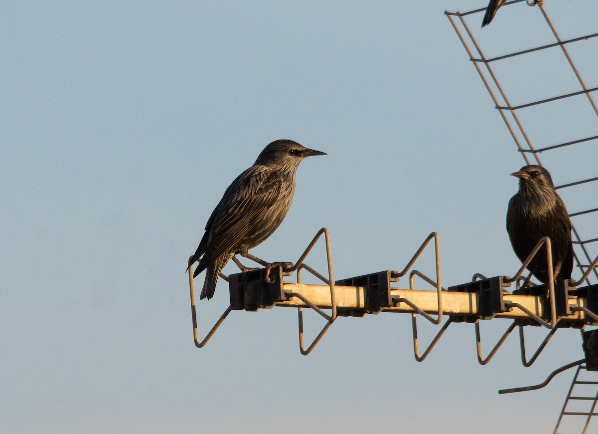 European Starling - ML624149915