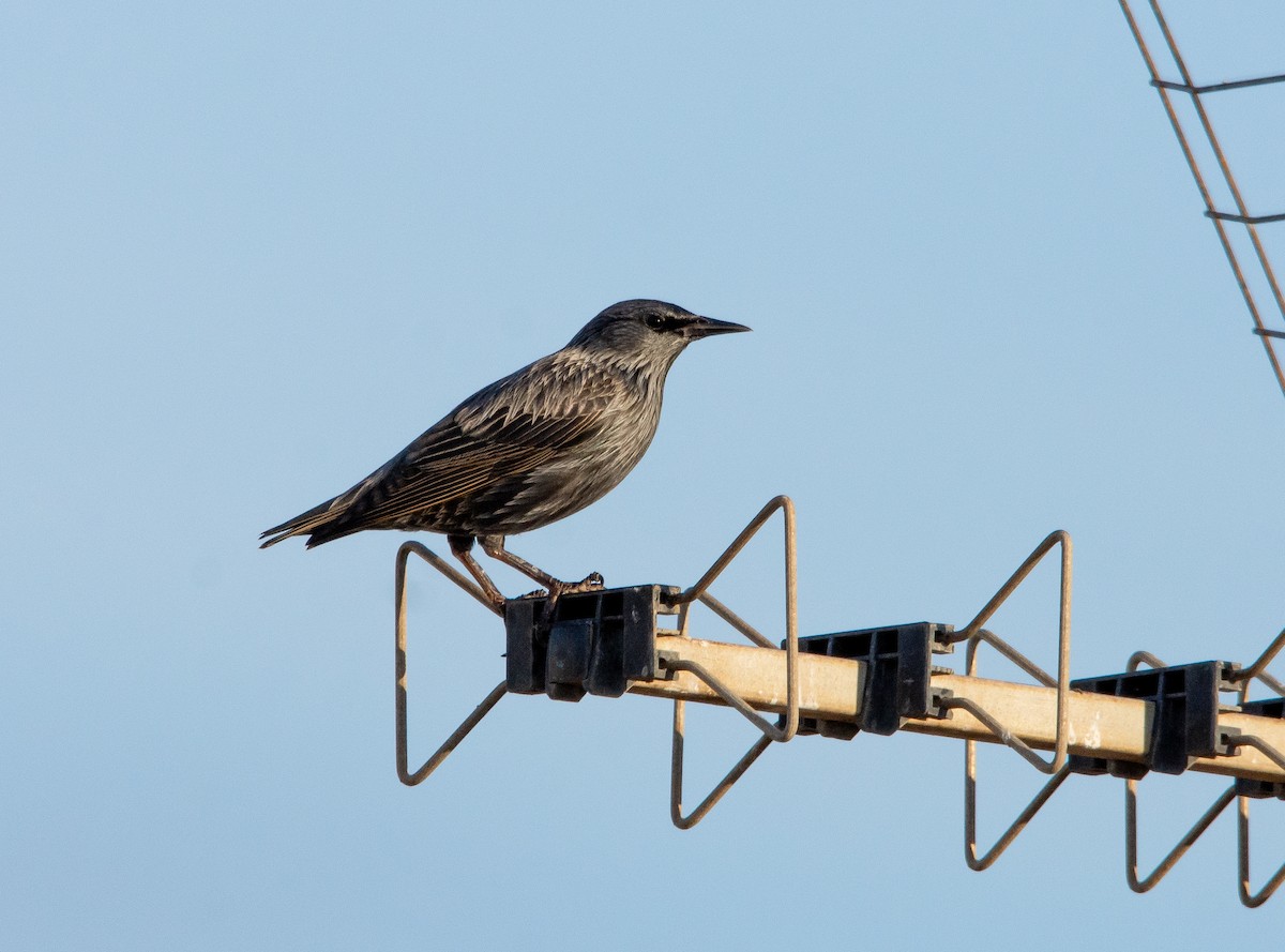 European Starling - ML624149916