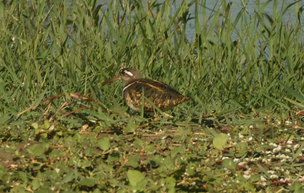 Greater Painted-Snipe - ML624149917