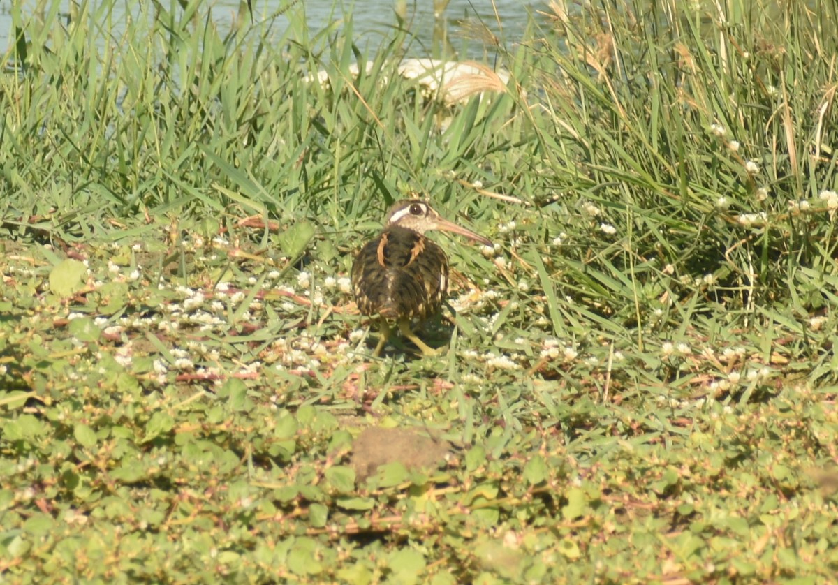 Greater Painted-Snipe - Angeline Mano M