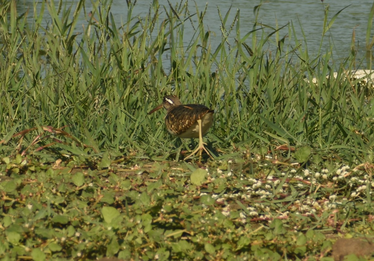 Greater Painted-Snipe - ML624149919