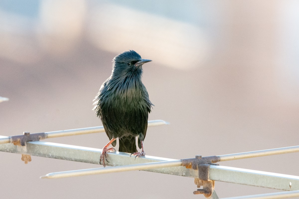 Spotless Starling - ML624149920