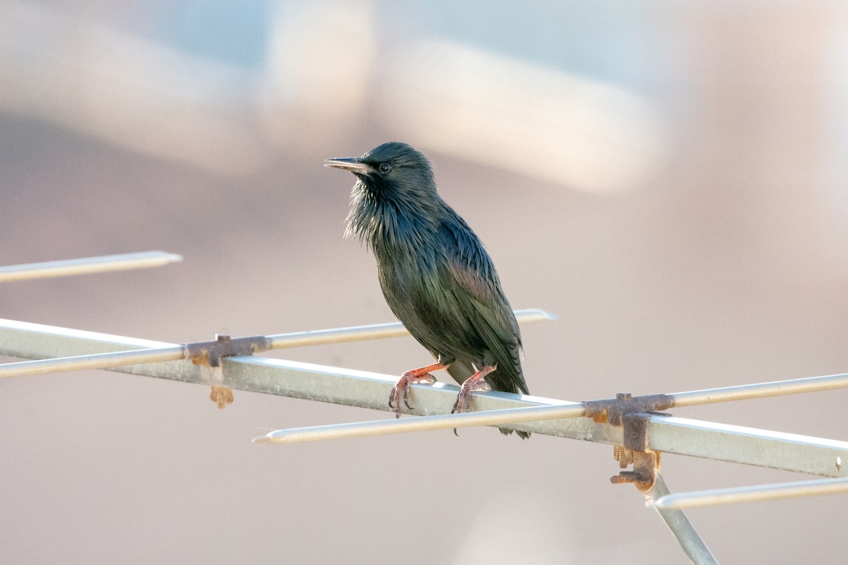 Spotless Starling - ML624149921