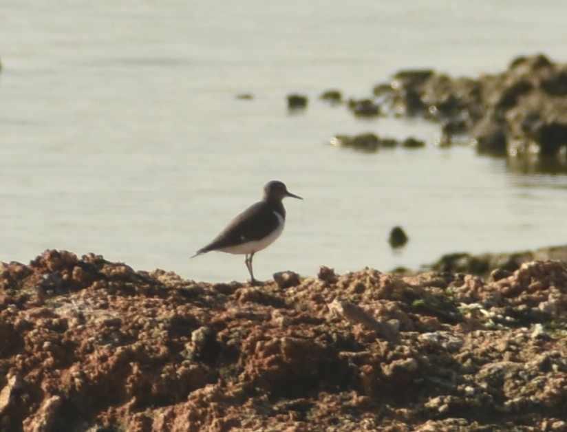 Common Sandpiper - ML624149922