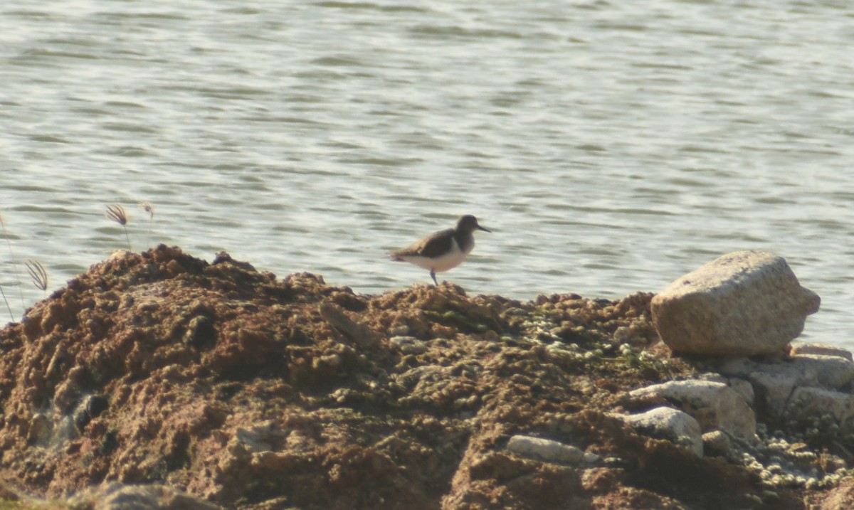 Common Sandpiper - ML624149923