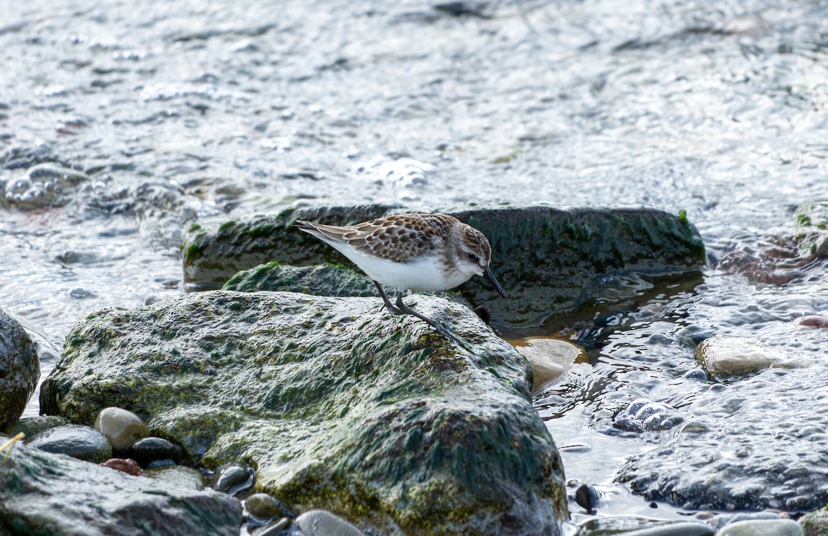 Semipalmated Sandpiper - Chad Berry