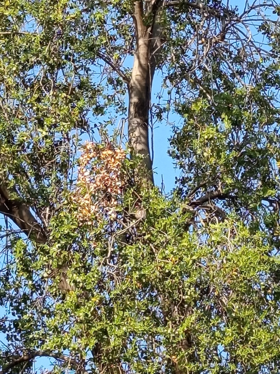 Austral Pygmy-Owl - ML624149925