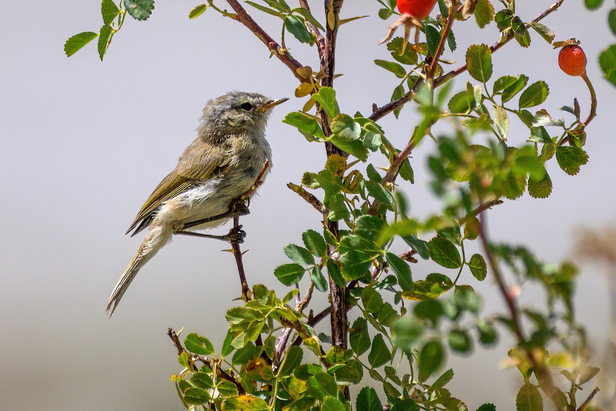 Greenish Warbler - ML624149926