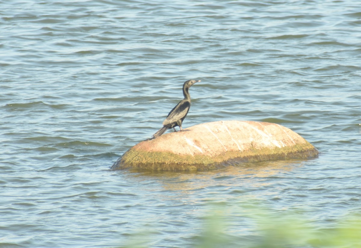 Little Cormorant - ML624149927