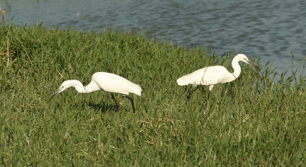 Little Egret - ML624149931