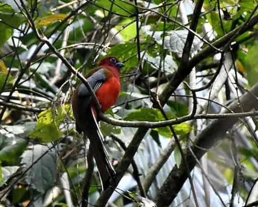 Red-headed Trogon - ML624149932