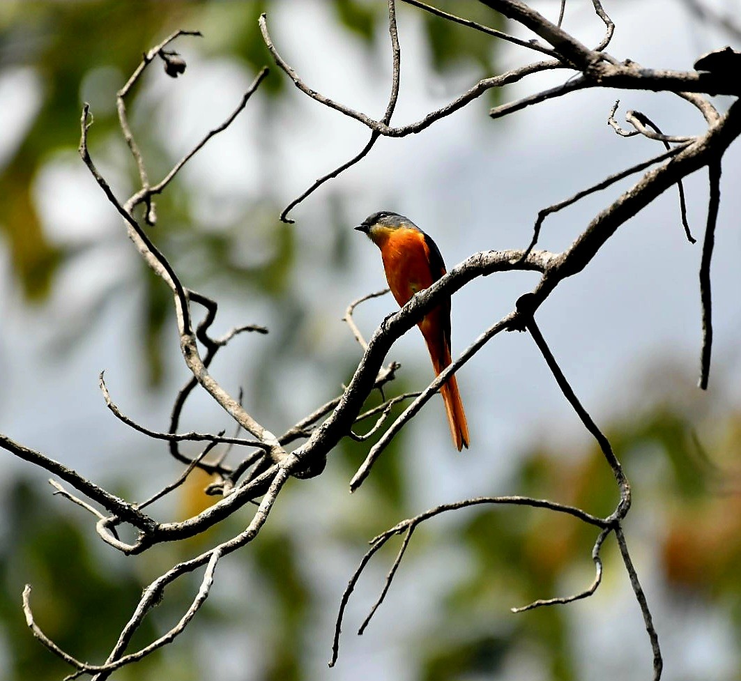 Gray-chinned Minivet - ML624149934