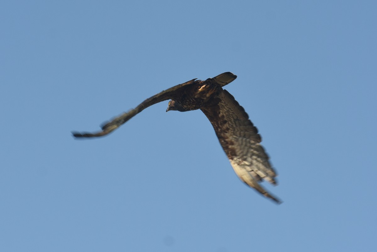 Oriental Honey-buzzard - ML624149935