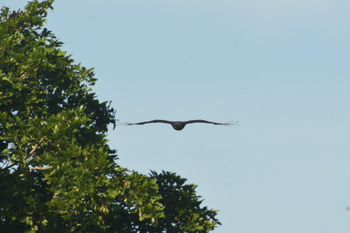 Oriental Honey-buzzard - ML624149936