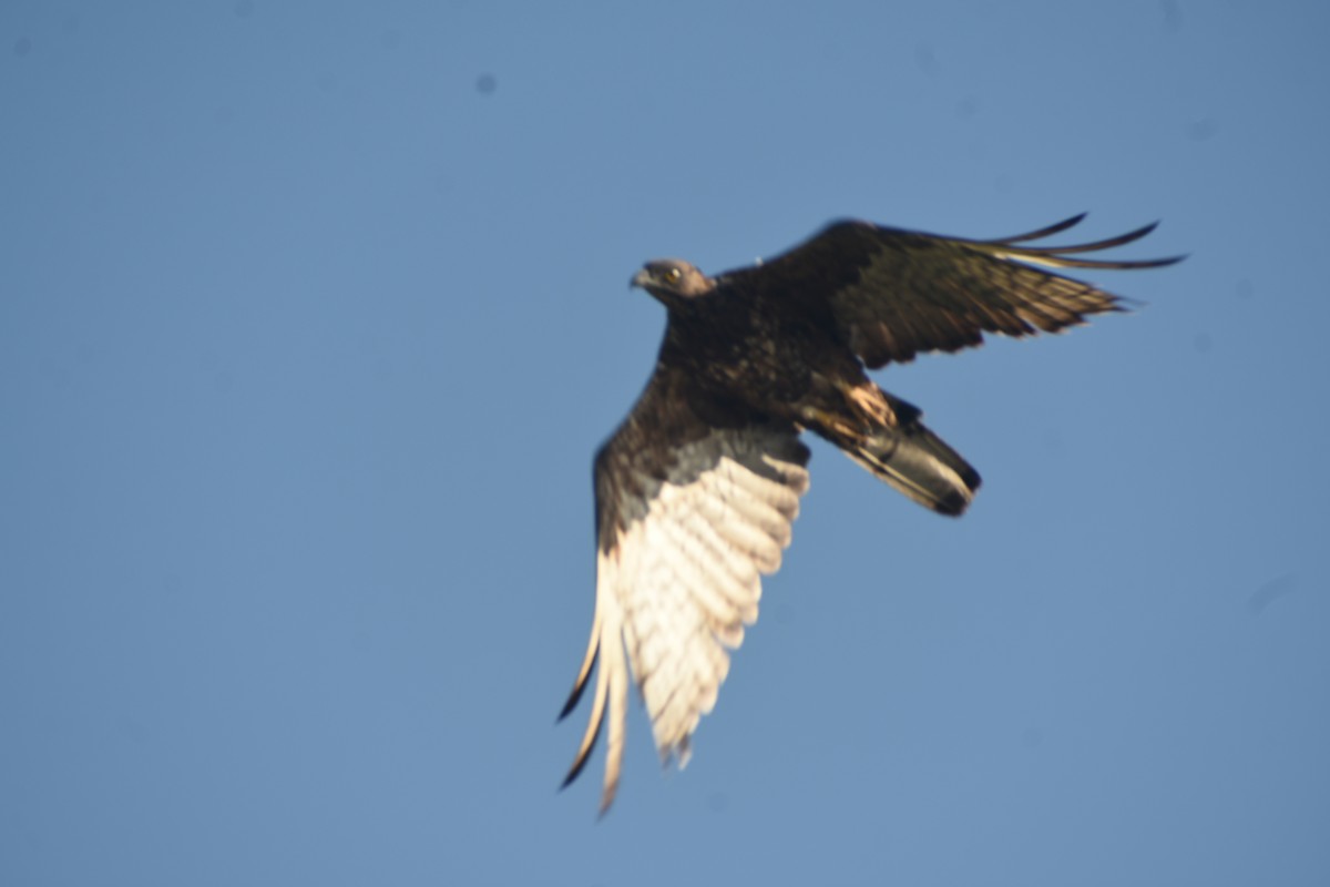 Oriental Honey-buzzard - ML624149937