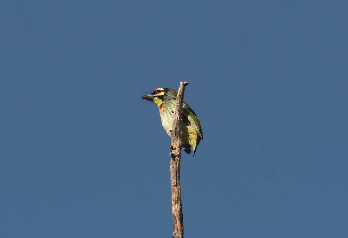 barbet zvučnohlasý - ML624149938