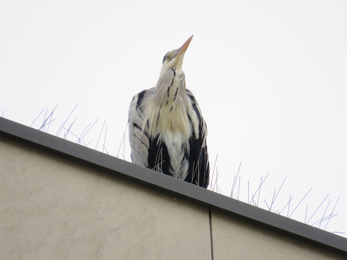 Gray Heron - ML624149939