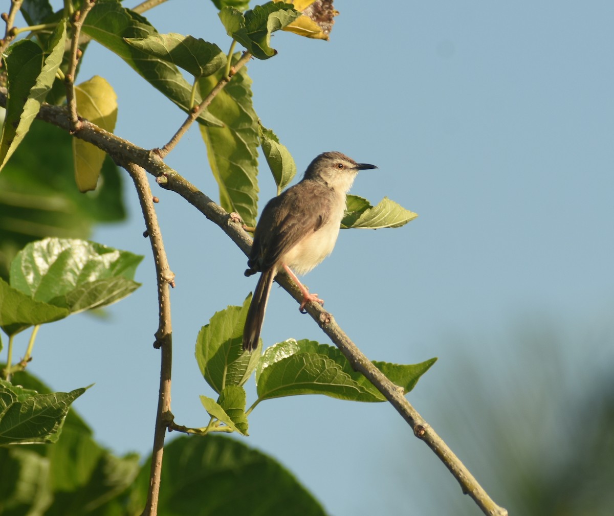 Plain Prinia - ML624149943