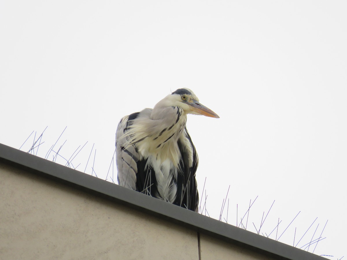 Gray Heron - Franck Curk