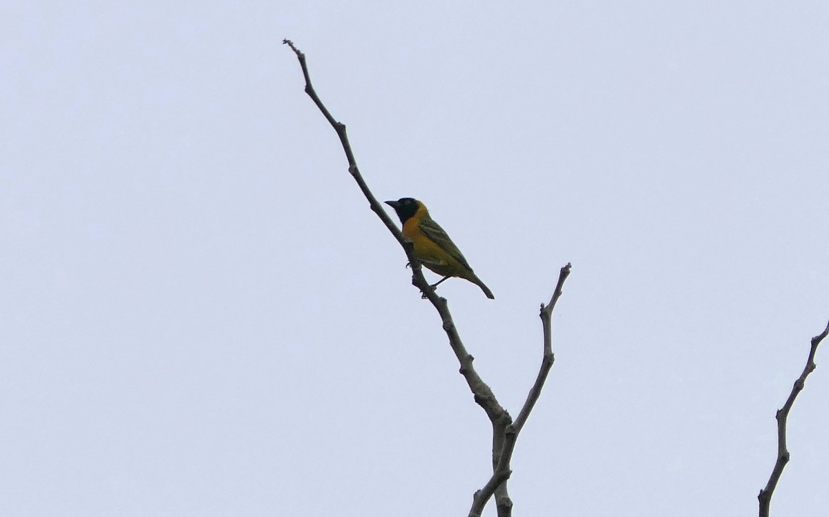 Vitelline Masked-Weaver - ML624149946