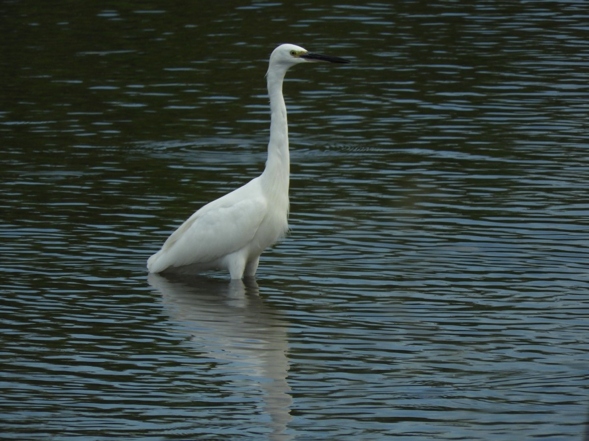 Little Egret - ML624149947