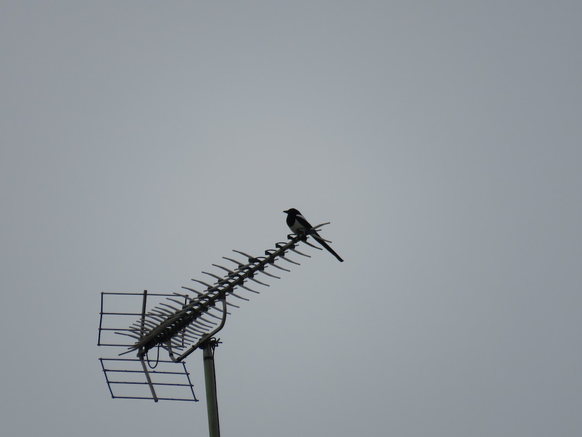 Eurasian Magpie - ML624149948