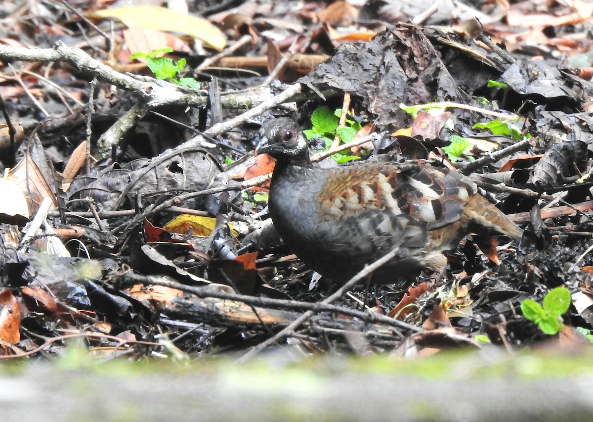 Malayan Partridge - ML624149949