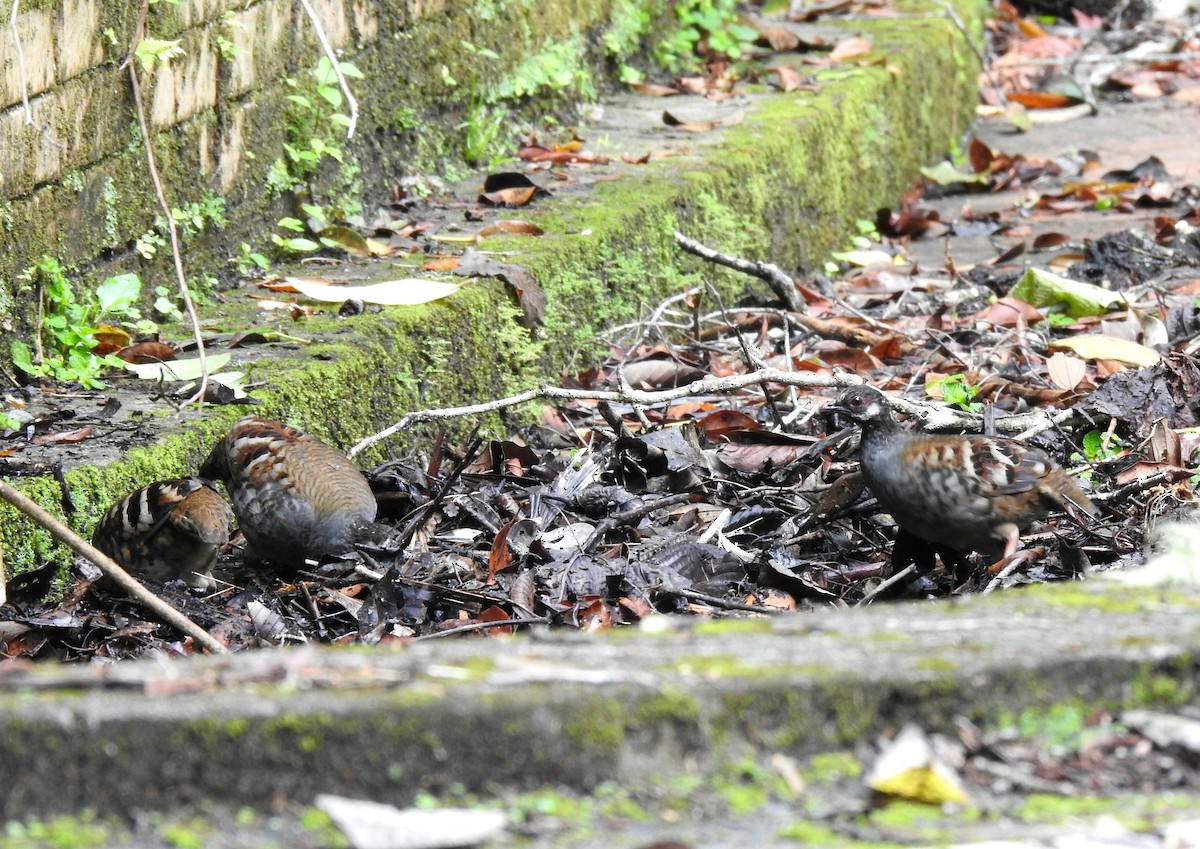 Malayan Partridge - ML624149950